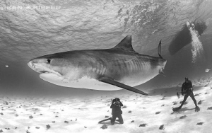 Tiger comes by to say Hi while my wife and friend look on. by Ken Kiefer 